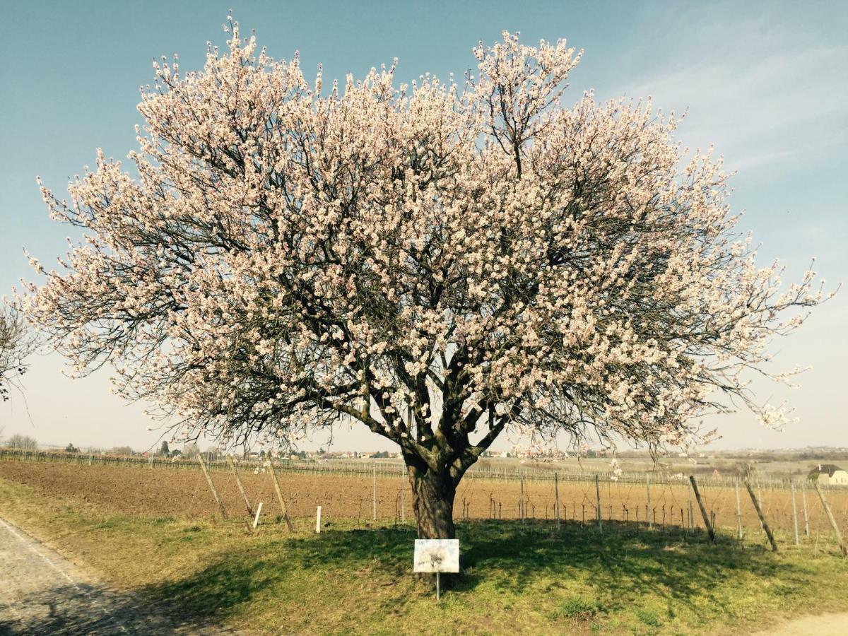 Ferienwohnung Im Paradiesgarten Deidesheim Luaran gambar